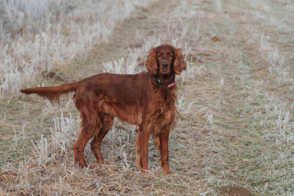 Irish Setter - Red Setter Dog Breed Image 11