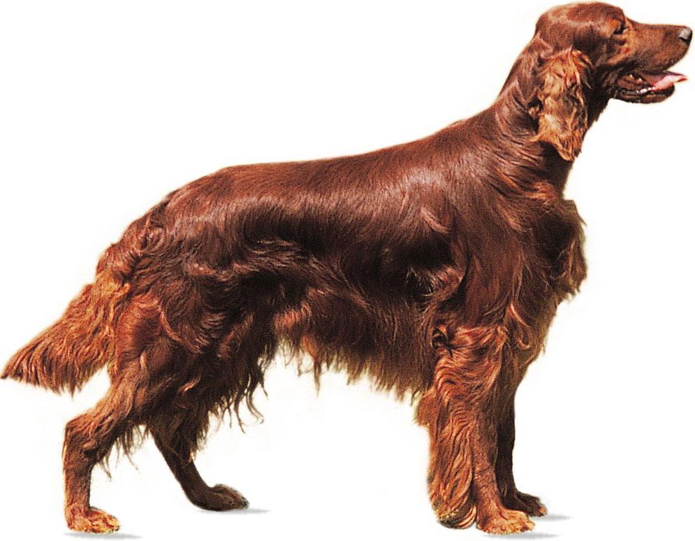 Irish Setter - Red Setter Dog Breed Image 14