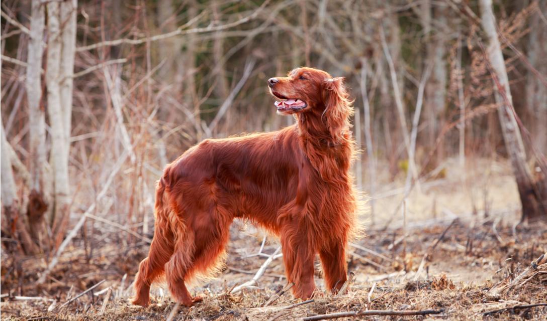 Irish Setter - Red Setter Dog Breed Image 15