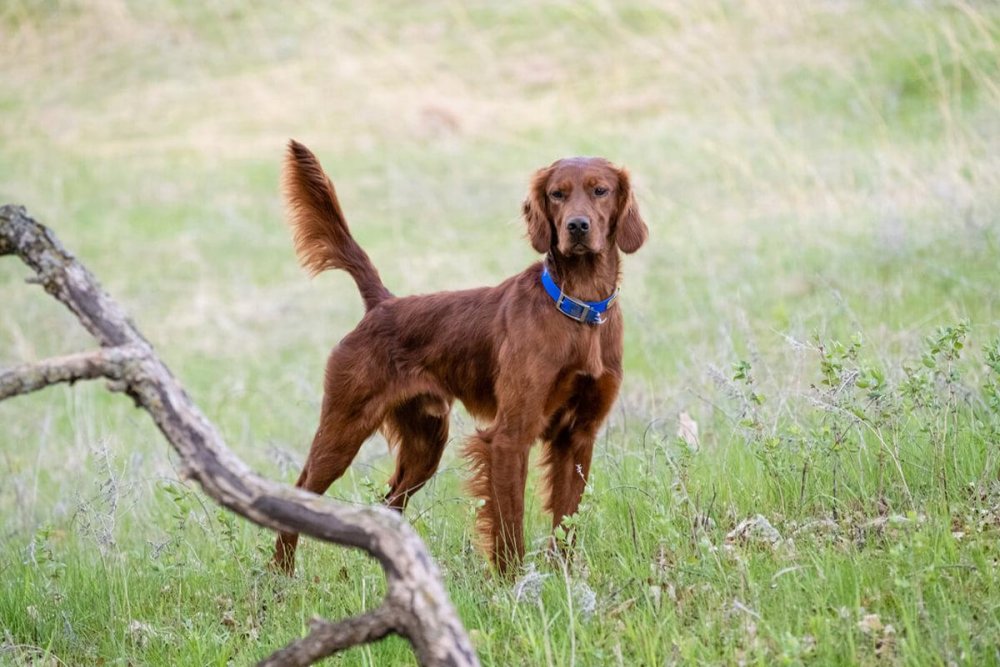 Irish Setter - Red Setter Dog Breed Image 17