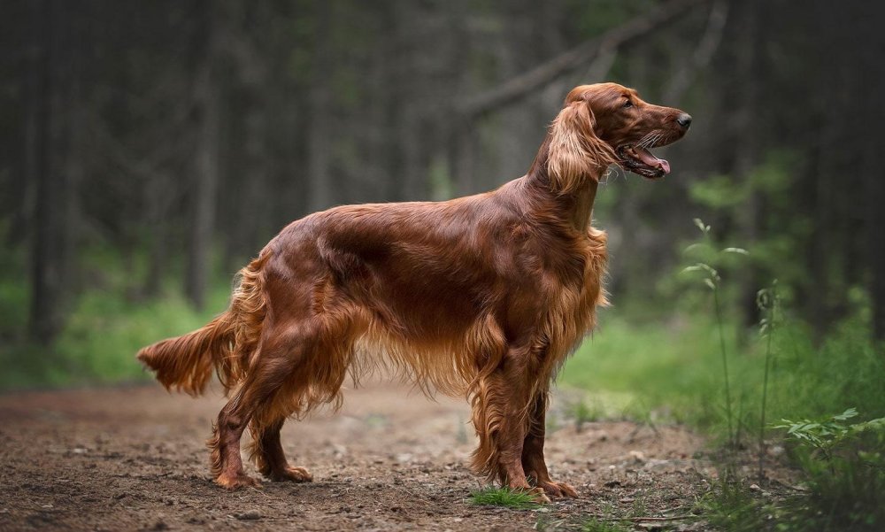 Irish Setter - Red Setter Dog Breed Image 18