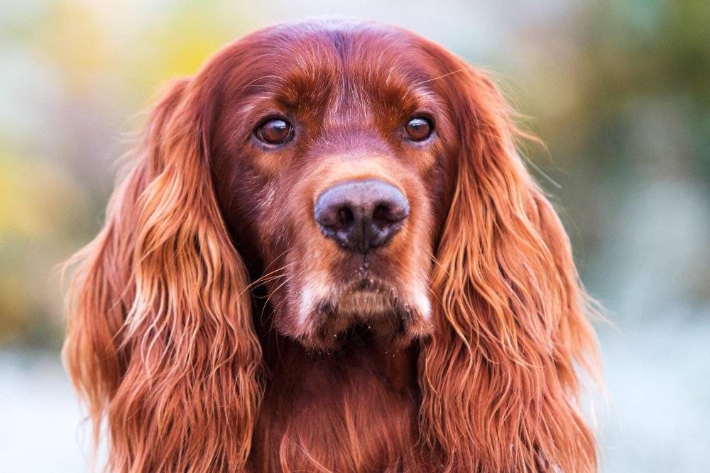 Irish Setter - Red Setter Dog Breed Image 3