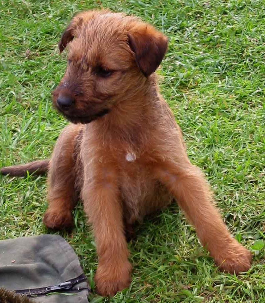 Irish Terrier Dog Breed Image 11