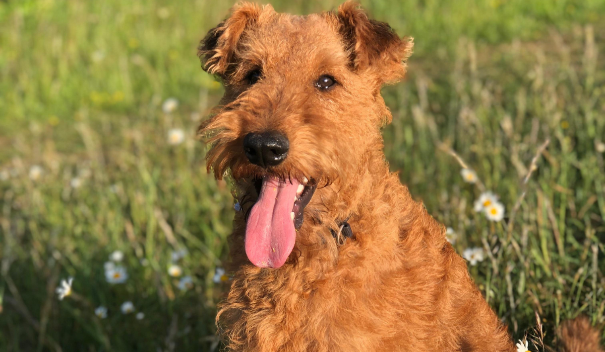 Irish Terrier Dog Breed Image 16