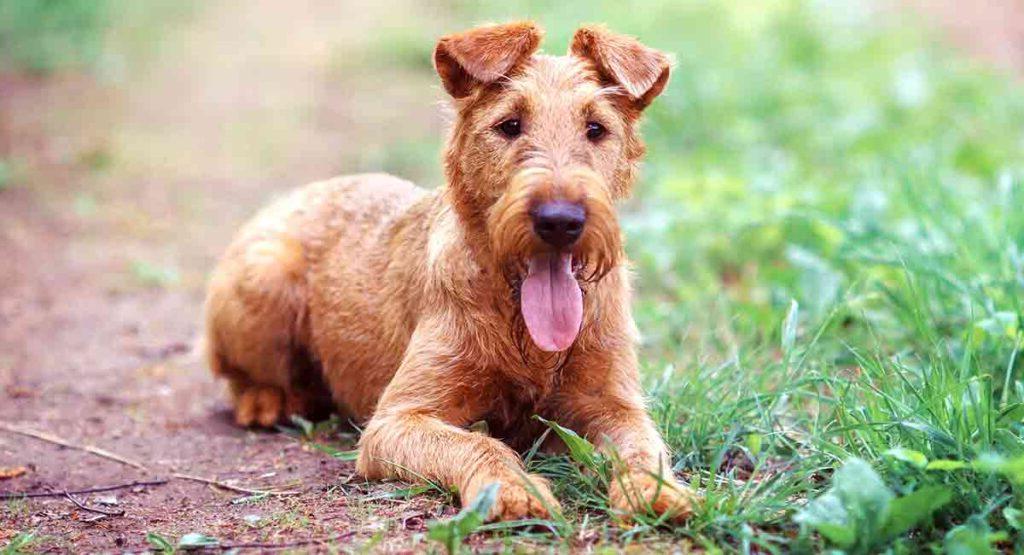 Irish Terrier Dog Breed Image 19