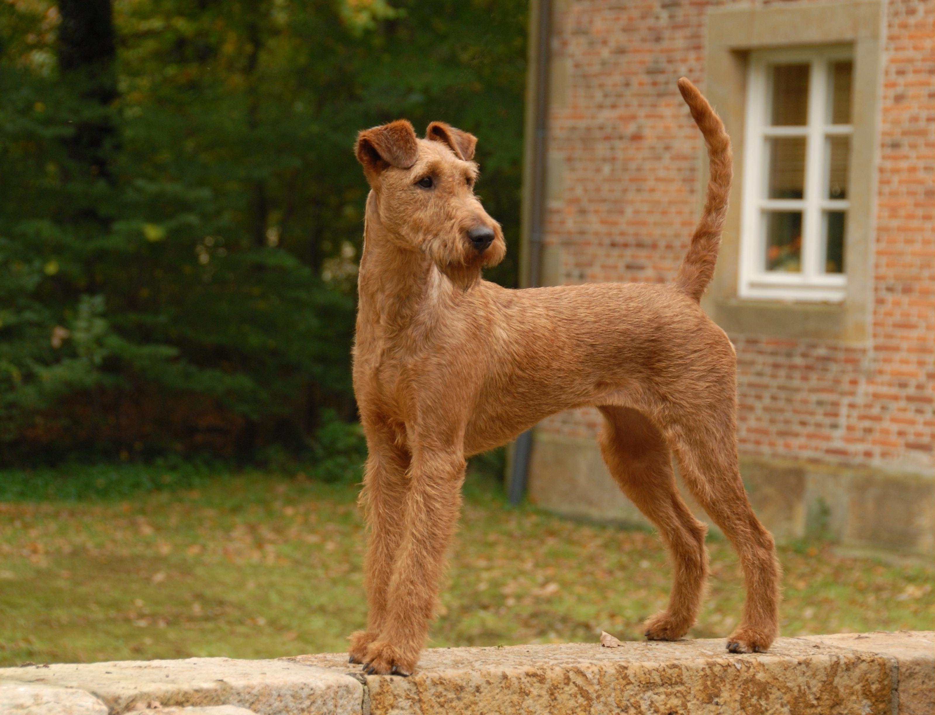 Irish Terrier Dog Breed Image 2