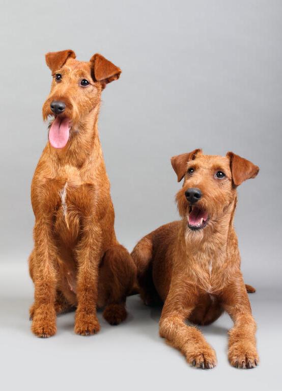 Irish Terrier Dog Breed Image 20