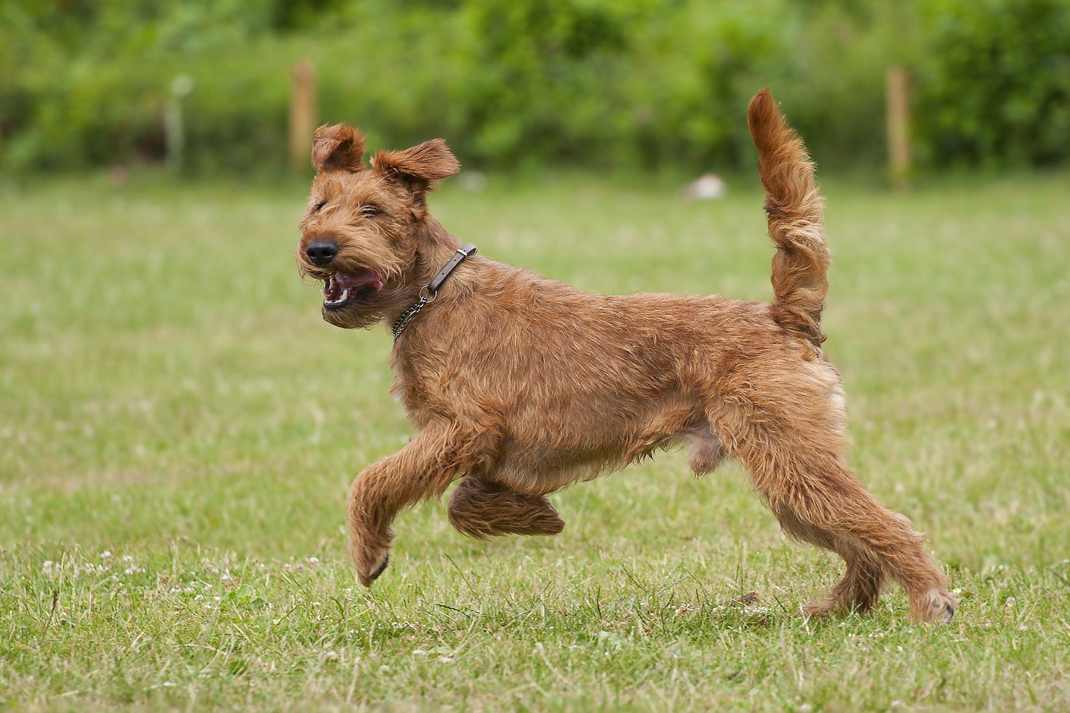 Irish Terrier Dog Breed Image 6