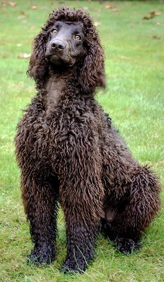 Irish Water Spaniel Dog Breed Image 1