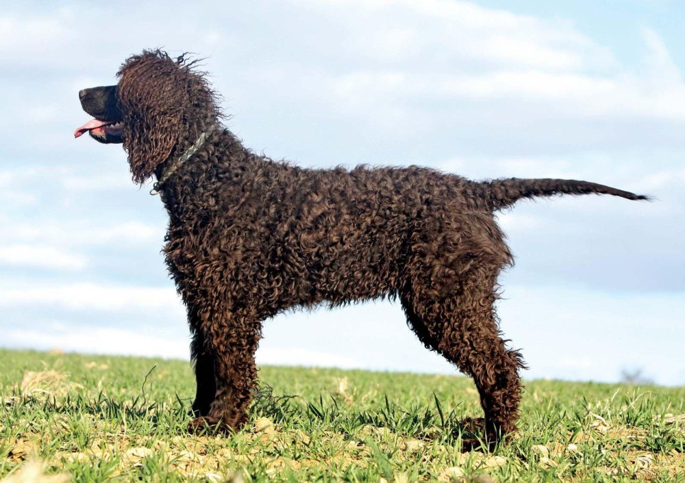 Irish Water Spaniel Dog Breed Image 11