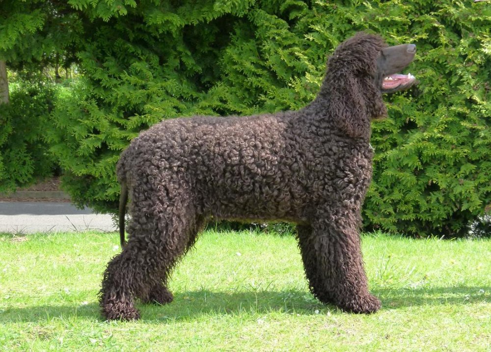 Irish Water Spaniel Dog Breed Image 12