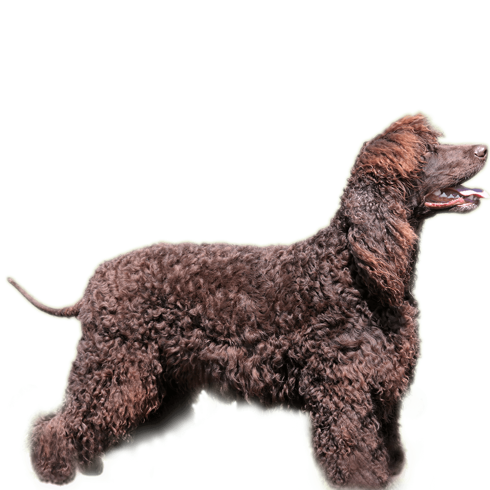 Irish Water Spaniel Dog Breed Image 16