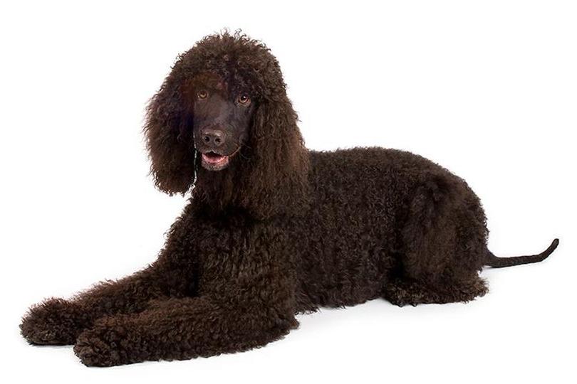 Irish Water Spaniel Dog Breed Image 20