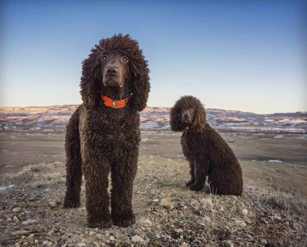 Irish Water Spaniel Dog Breed Image 6