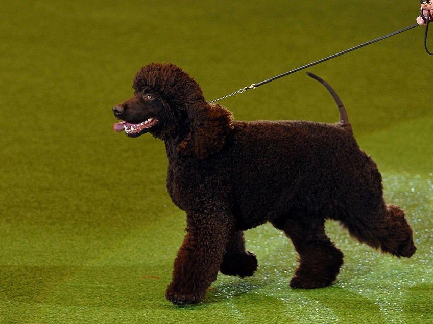 Irish Water Spaniel Dog Breed Image 9