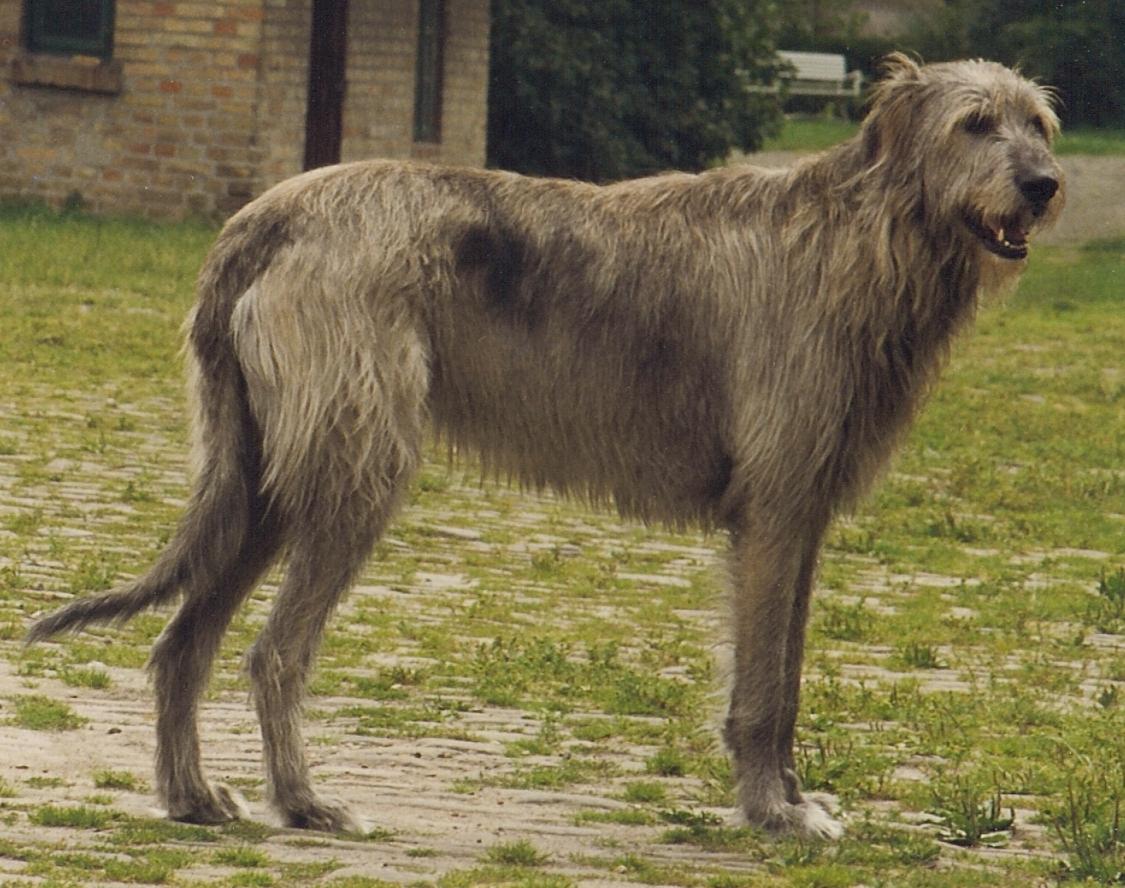 Irish Wolfhound Dog Breed Image 1