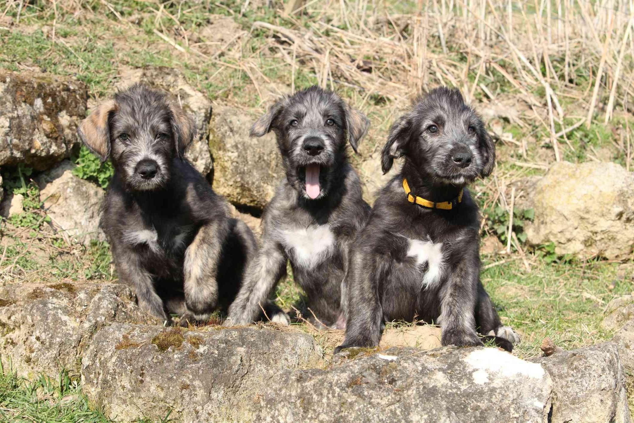 Irish Wolfhound Dog Breed Image 11