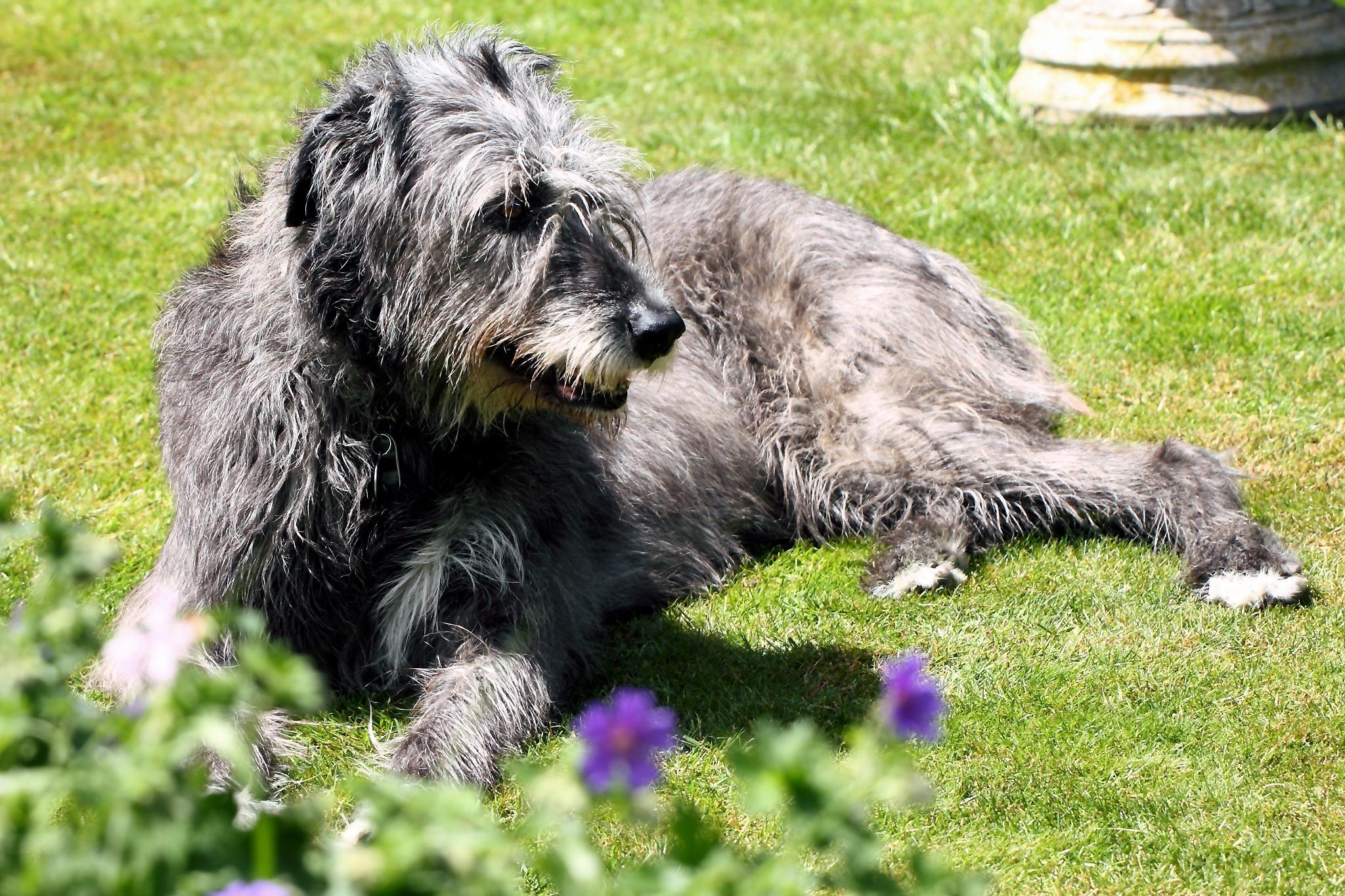 Irish Wolfhound Dog Breed Image 13