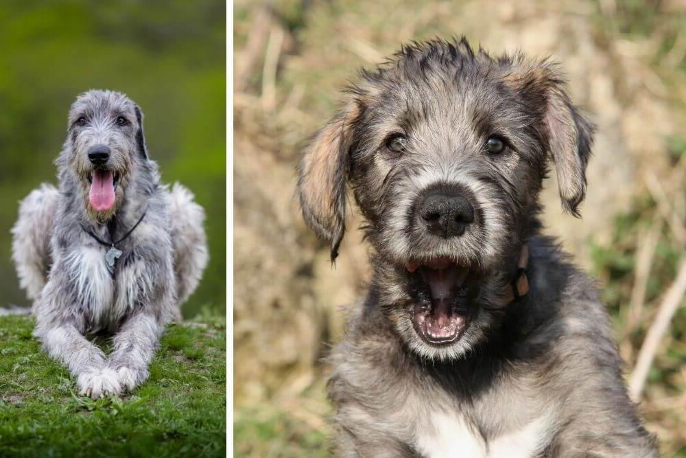 Irish Wolfhound Dog Breed Image 16