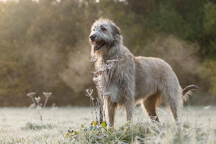 Irish Wolfhound Dog Breed Image 20