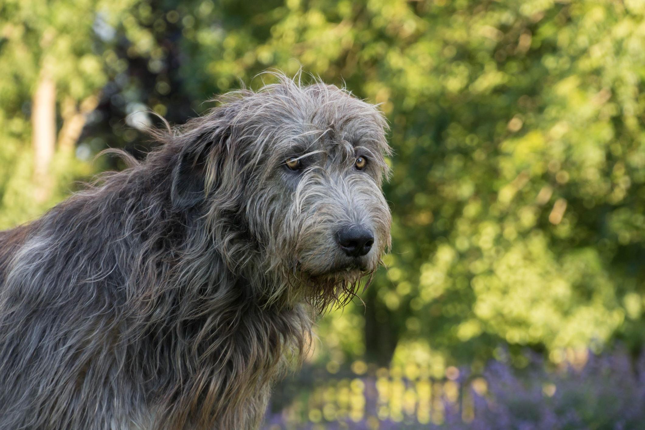 Irish Wolfhound Dog Breed Image 3