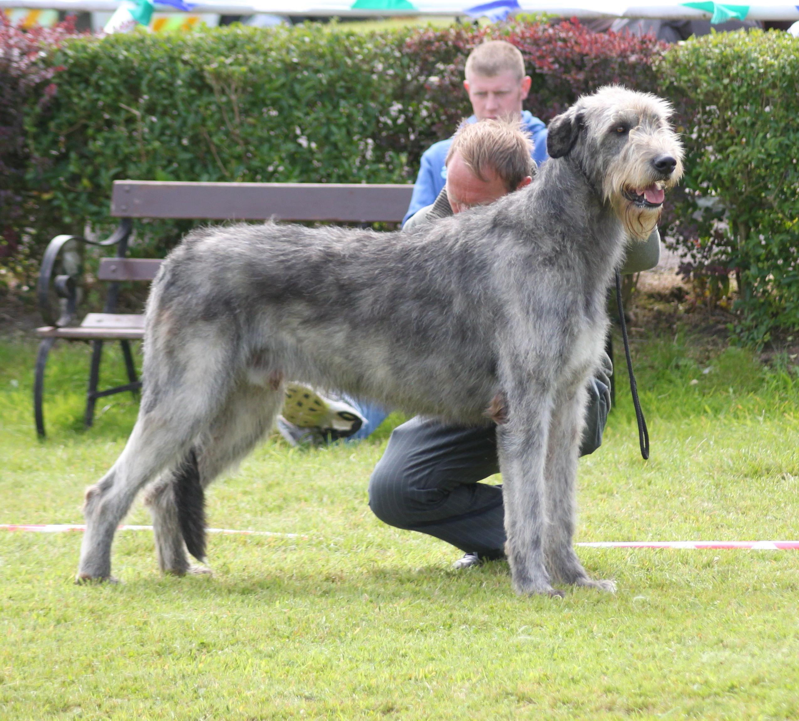 Irish Wolfhound Dog Breed Image 4