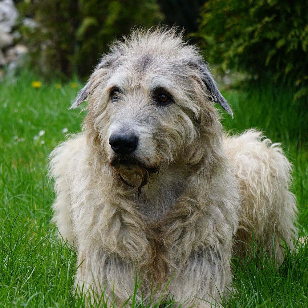 Irish Wolfhound Dog Breed Image 9