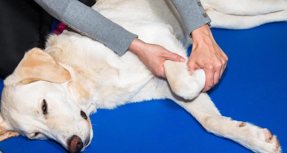 Issues with Dog Muscles, Bones and Joints Image 10