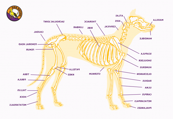 Issues with Dog Muscles, Bones and Joints Image 6