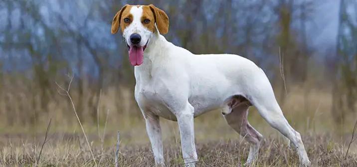 Istrian Shorthaired Hound Dog Breed Image 10