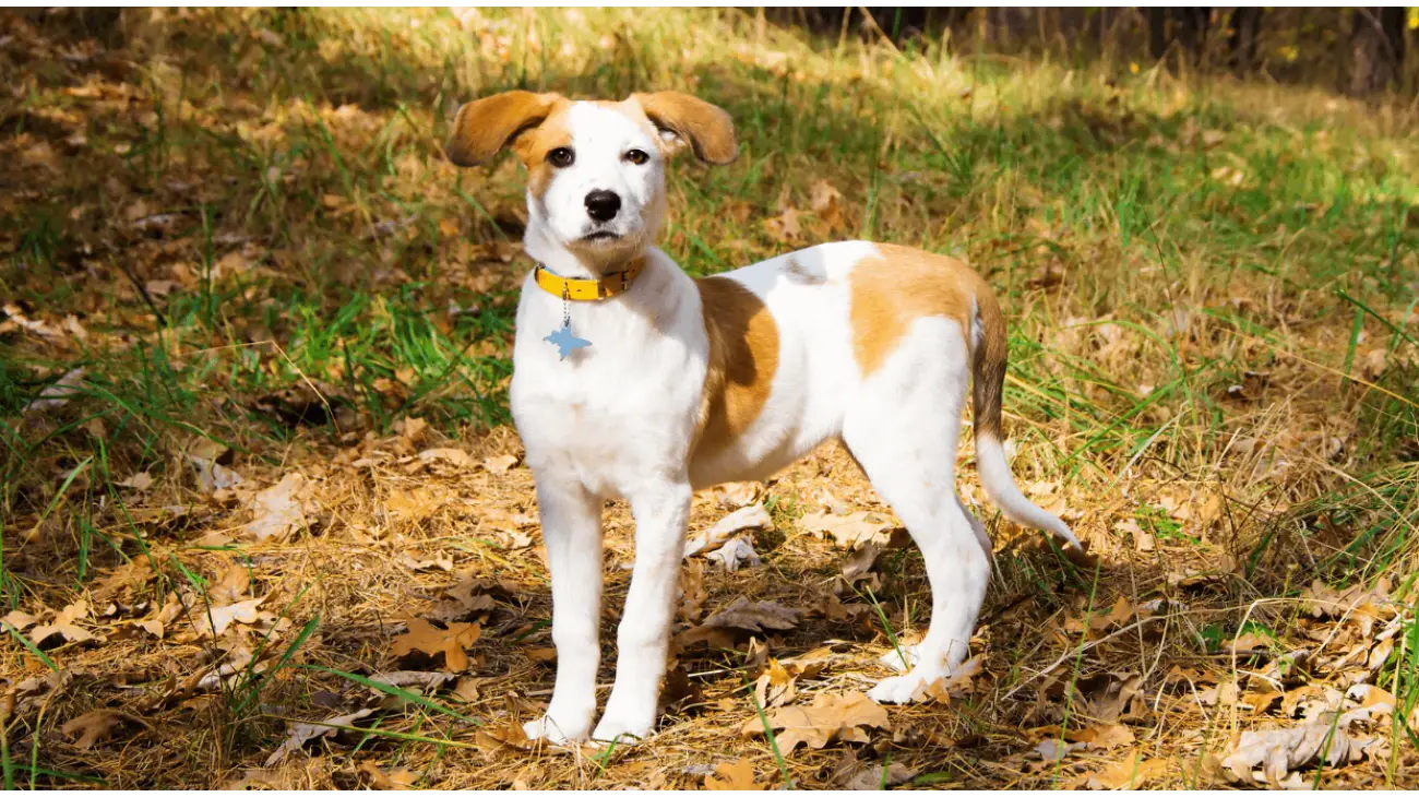 Istrian Shorthaired Hound Dog Breed Image 11