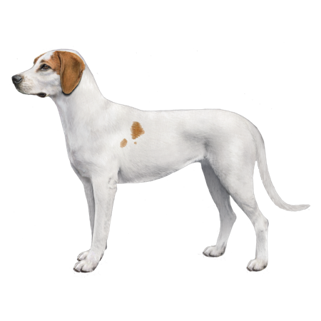 Istrian Shorthaired Hound Dog Breed Image 15