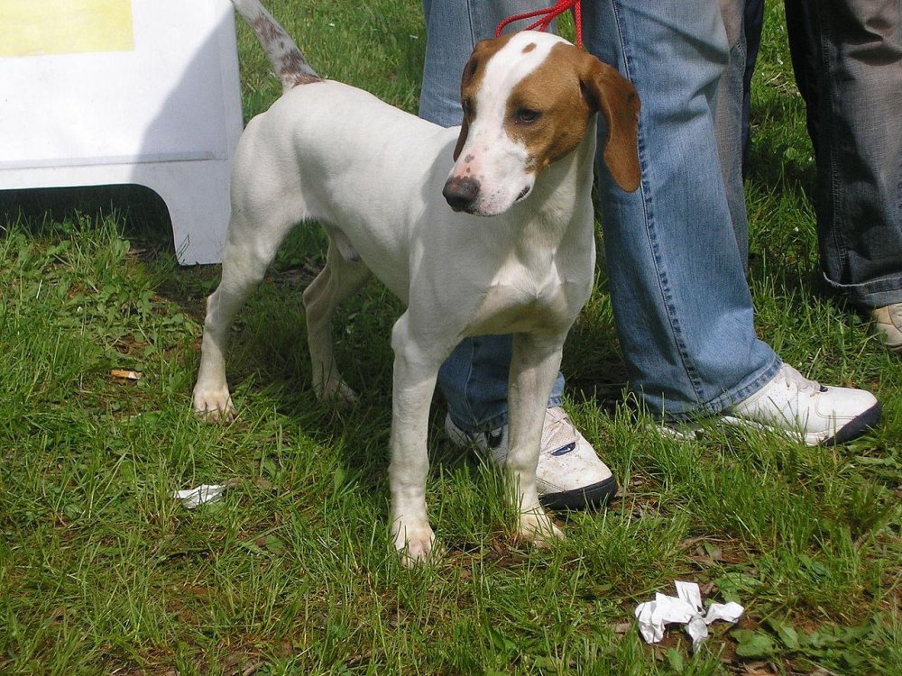 Istrian Shorthaired Hound Dog Breed Image 16