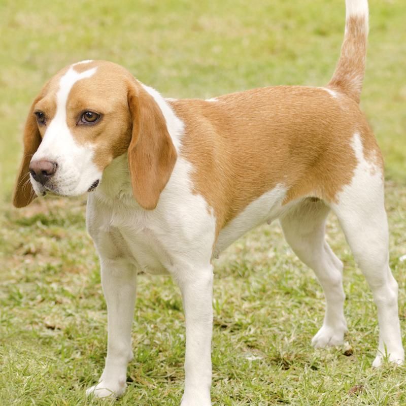 Istrian Shorthaired Hound Dog Breed Image 3