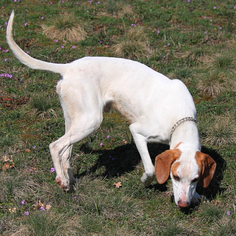 Istrian Shorthaired Hound Dog Breed Image 4