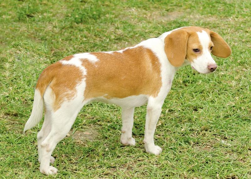 Istrian Shorthaired Hound Dog Breed Image 8