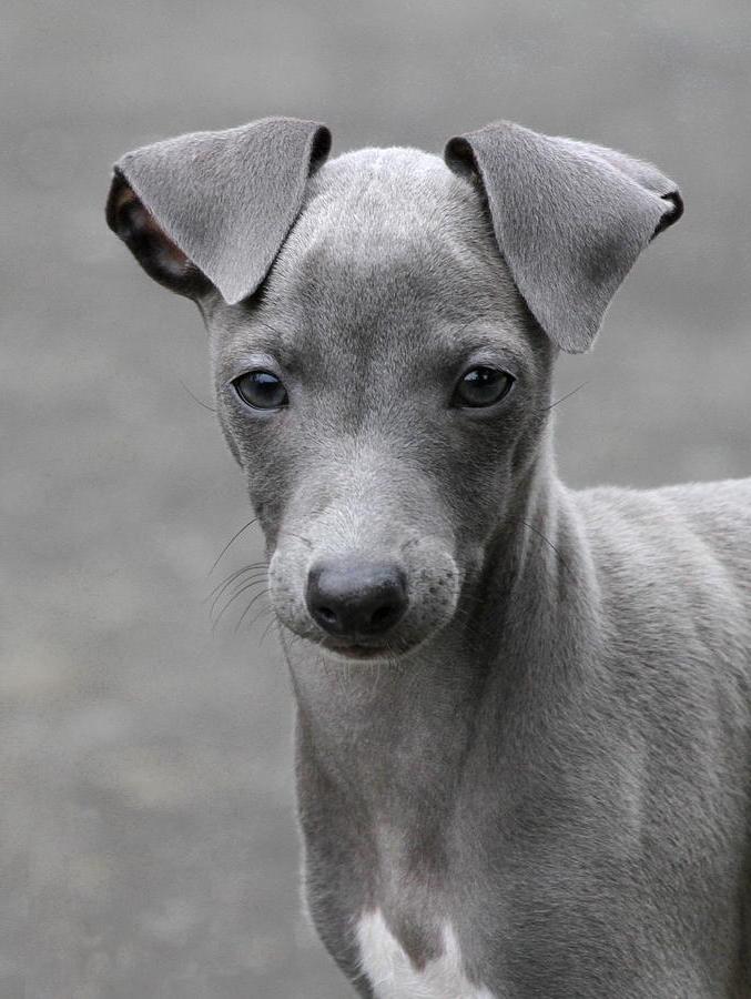 Italian Greyhound Dog Breed Image 10