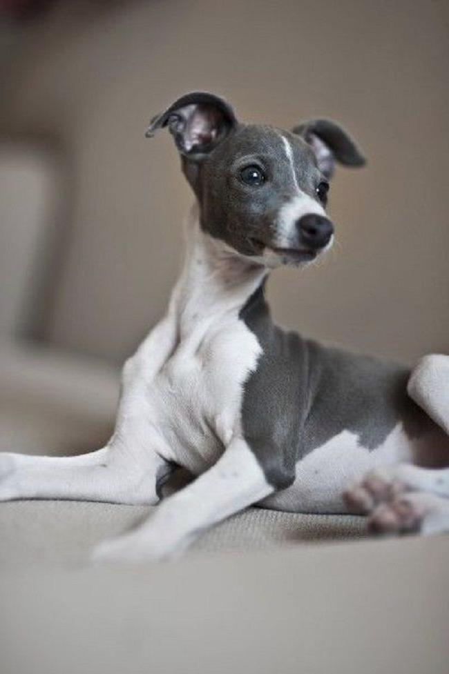 Italian Greyhound Dog Breed Image 18