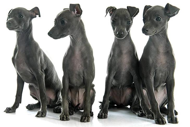 Italian Greyhound Dog Breed Image 20