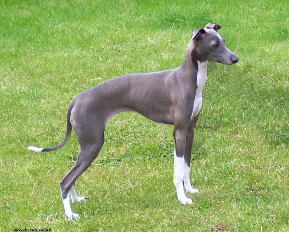 Italian Greyhound Dog Breed Image 3