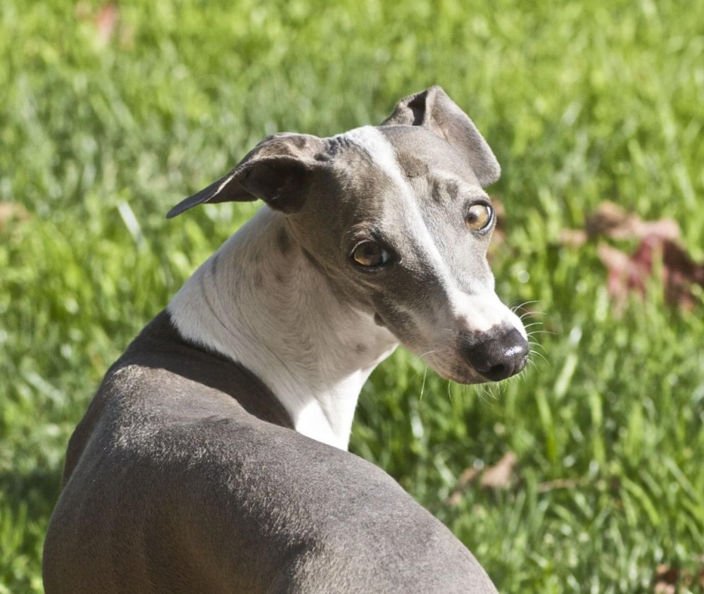 Italian Greyhound Dog Breed Image 4