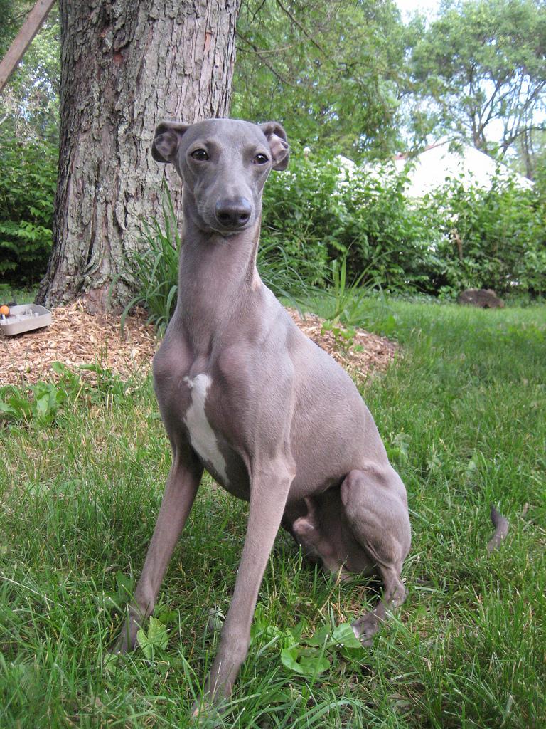 Italian Greyhound Dog Breed Image 7