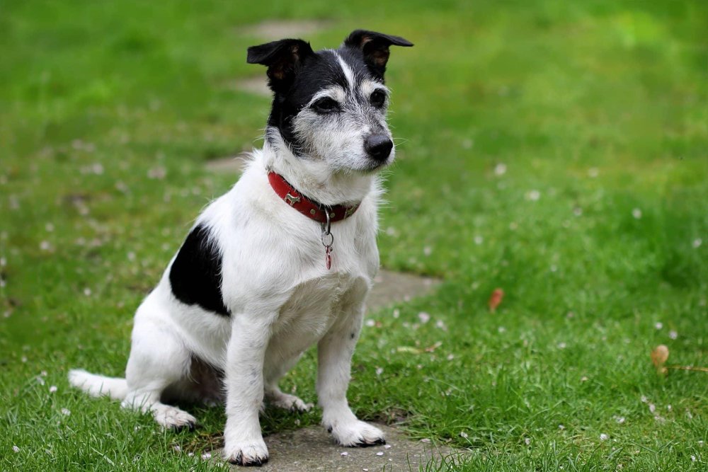 Jack Russell Terrier Dog Breed Image 10