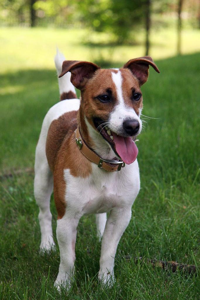 Jack Russell Terrier Dog Breed Image 13