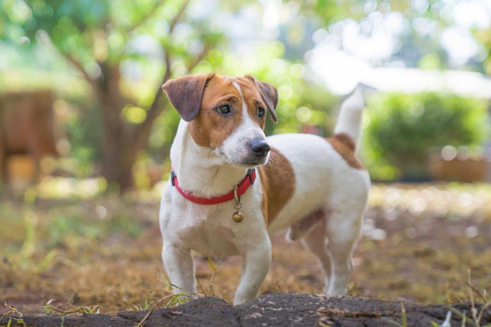 Jack Russell Terrier Dog Breed Image 16