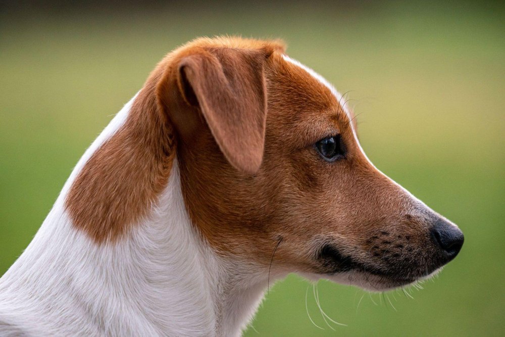 Jack Russell Terrier Dog Breed Image 19