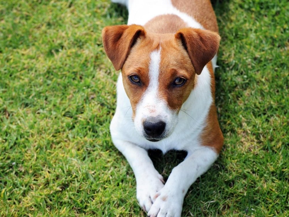 Jack Russell Terrier Dog Breed Image 2