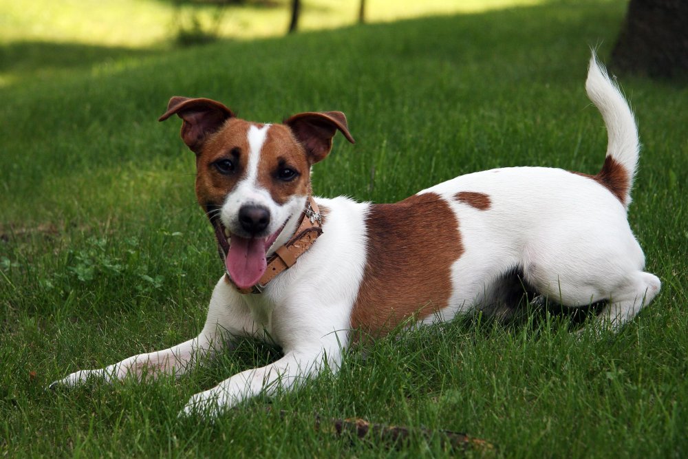 Jack Russell Terrier Dog Breed Image 4