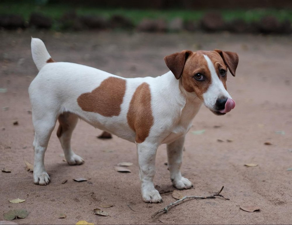 Jack Russell Terrier Dog Breed Image 8