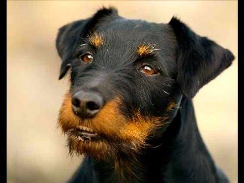 Jagdterrier Dog Breed Image 10